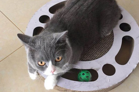 英短蓝猫喜欢人的表现