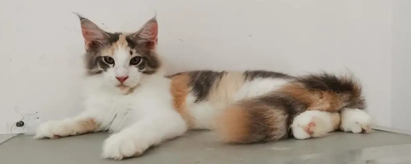 猫怕水吗?