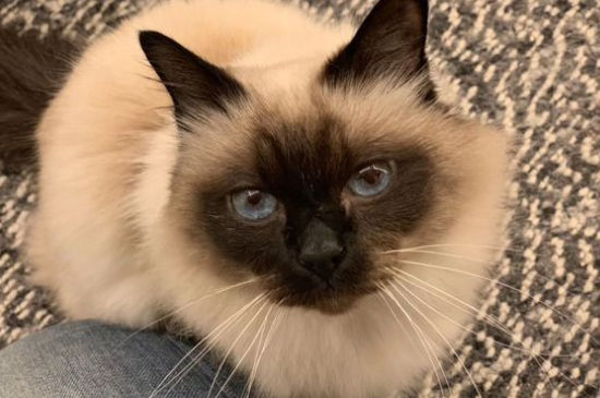 伯曼猫为什么不能养