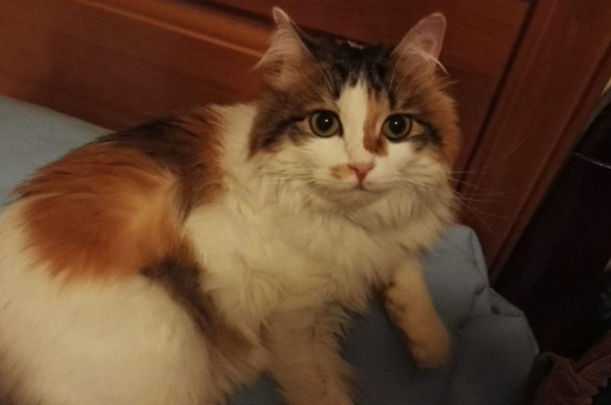 猫品相随爸爸还是妈妈