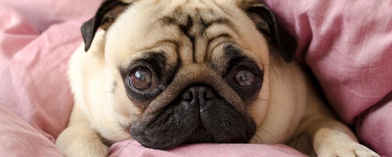巴哥犬好养吗