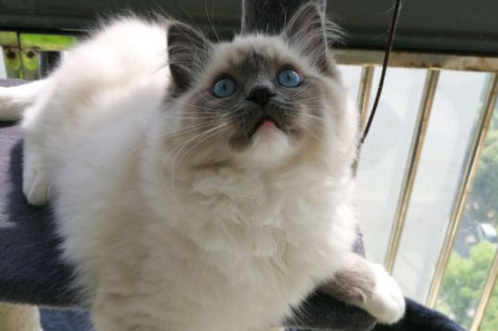 养猫的人容易得什么病