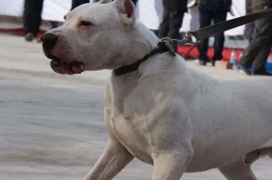 世界十大凶猛斗犬是哪十种狗