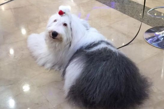 古牧犬智商排第几，智商排名第63位