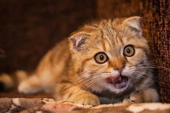 猫咪一直盯着你看是什么意思