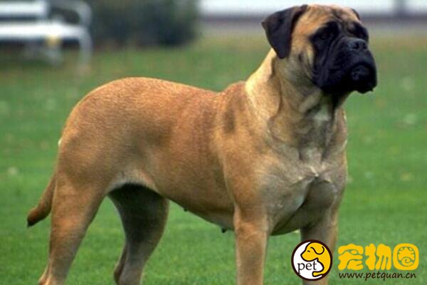 斗牛马士提夫犬和马士提夫犬的区别，一个杂交一个纯种