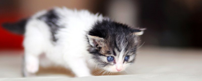 猫掉毛秃了一块没癣