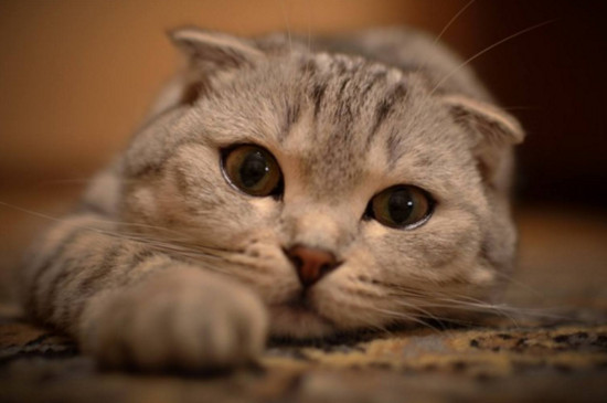 经常打猫的后果严重，猫被打狠了会怎么样