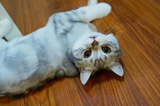 不掉毛的猫猫品种，掉毛少的猫排行榜