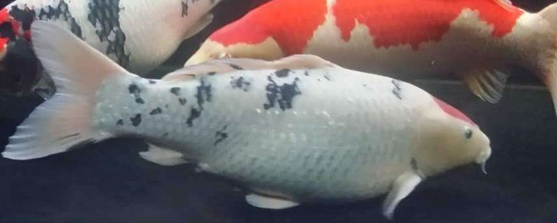 锦鲤身上有白膜怎么回事