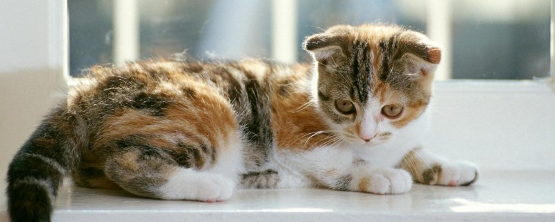 猫大量掉毛是什么原因