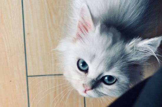猫薄荷对猫有什么作用
