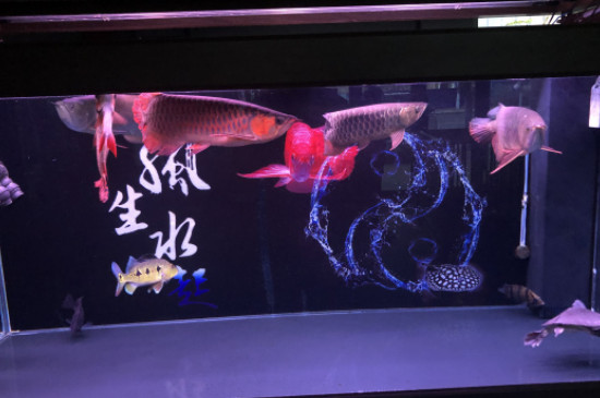 龙鱼立鳞会自愈吗