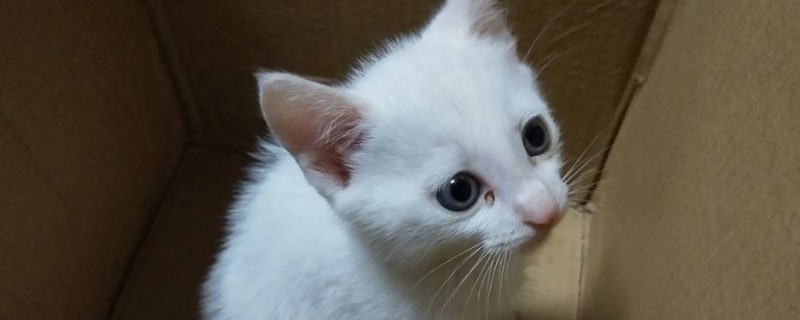 小奶猫吃什么食物