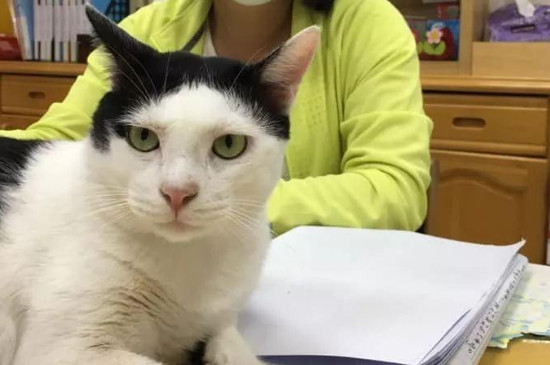 猫用爪子摸你脸代表什么