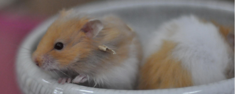 仓鼠咬死同伴怎么处理