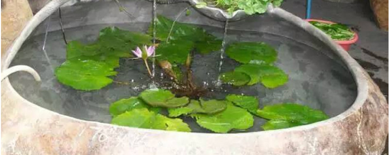 荷花缸养鱼如何保持水清澈