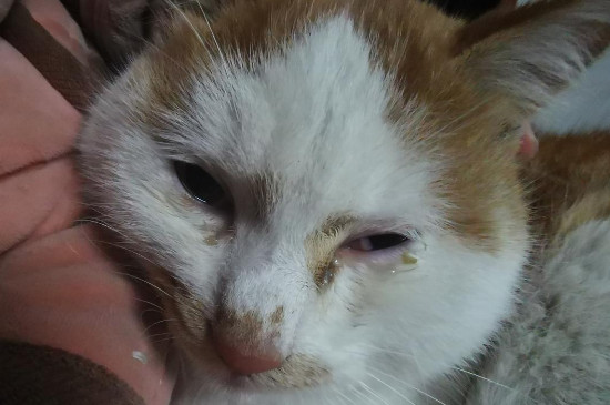 猫眼睛流泪是怎么回事