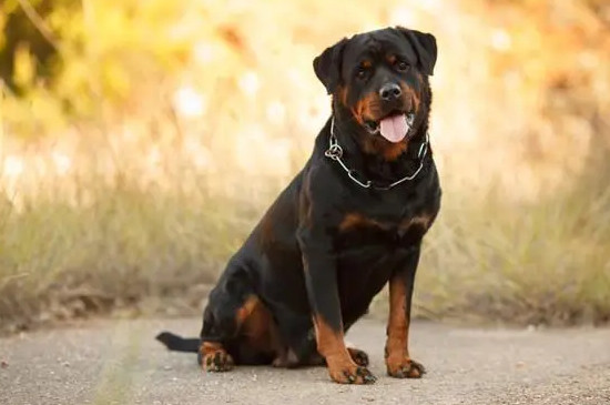 罗威纳犬怎么训练才听话
