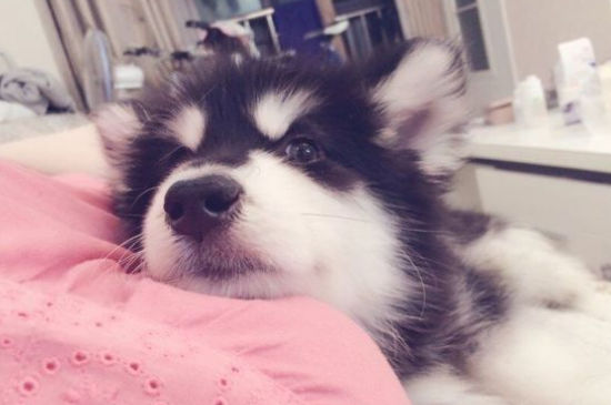 给狗狗剪毛用什么剪刀