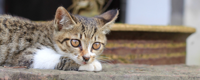 小猫拉稀带血