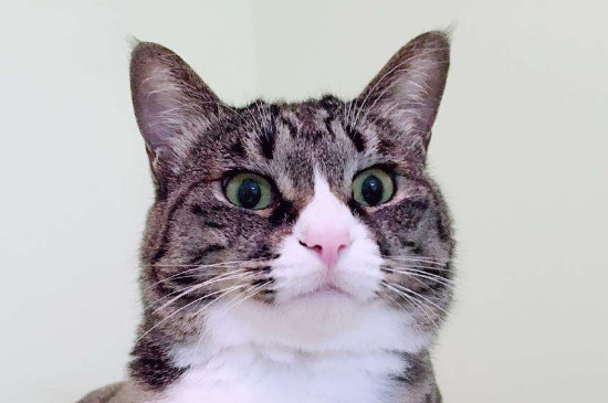 猫膀胱炎