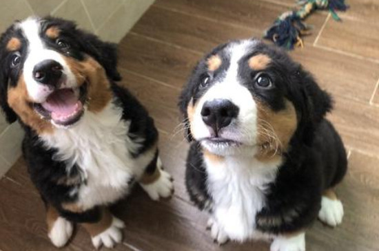伯恩山为什么不建议养，伯恩山犬为什么养的少