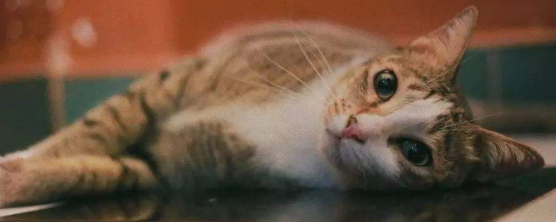 猫呕吐白色泡沫怎么回事