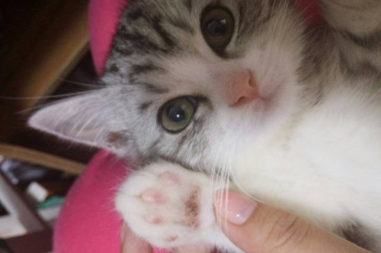 猫一生认几个主人