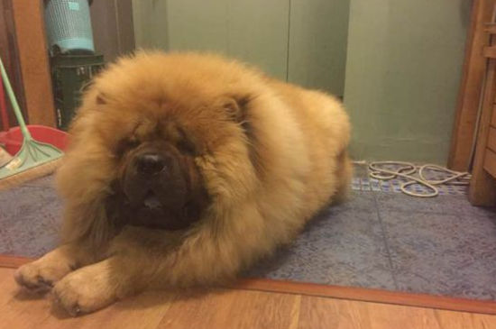 松狮犬怎么配种