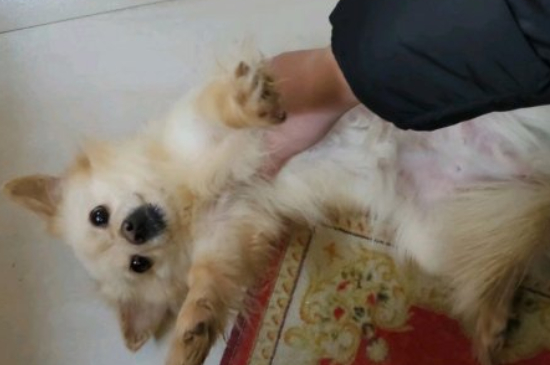 狗狗瘫痪后怎么排泄
