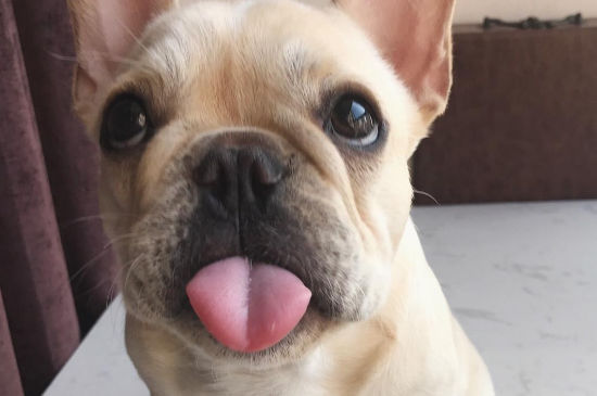 法斗犬的优缺点
