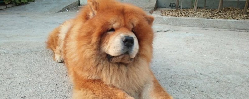 松狮犬性格和特点