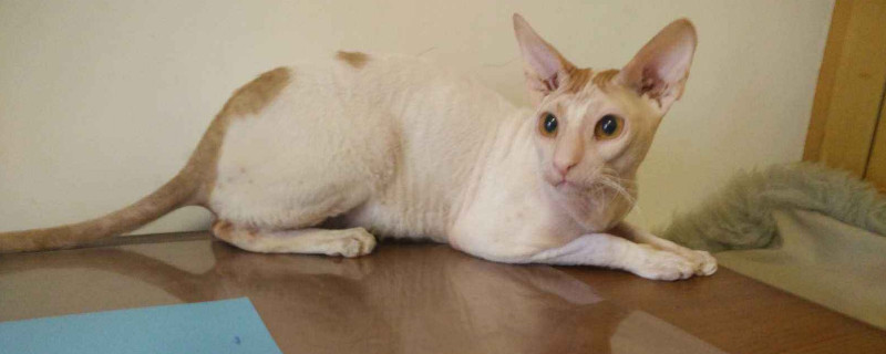 柯尼斯卷毛猫缺点