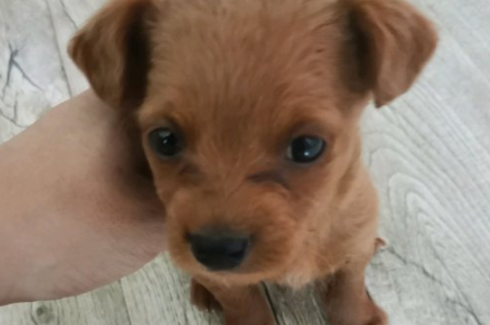 狗半夜学狼叫咋回事