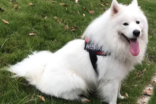 萨摩耶犬多少钱一只