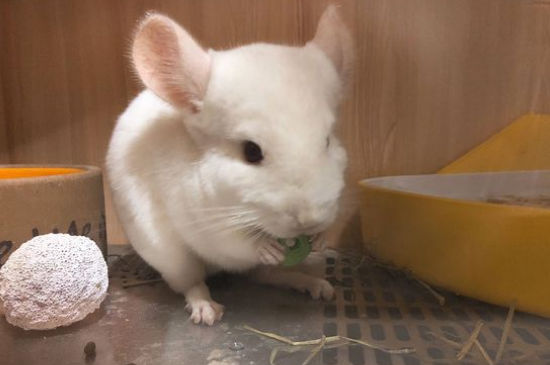 龙猫讨厌主人的表现