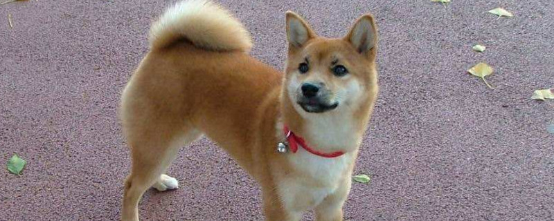 柴犬是只认一个主人吗