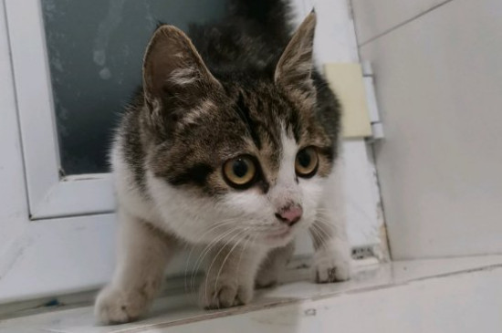 猫拉稀但是精神很好
