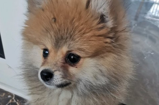 狗狗坐立不安不停换姿势