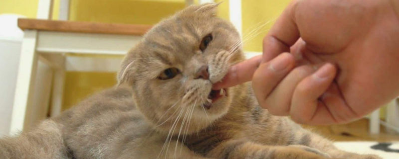 猫咪认主人的十种表现