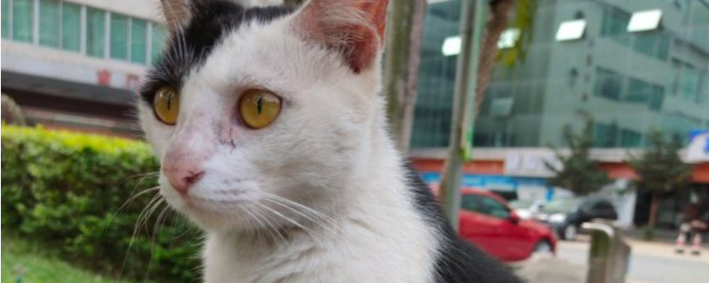 宠物猫会晕车吗