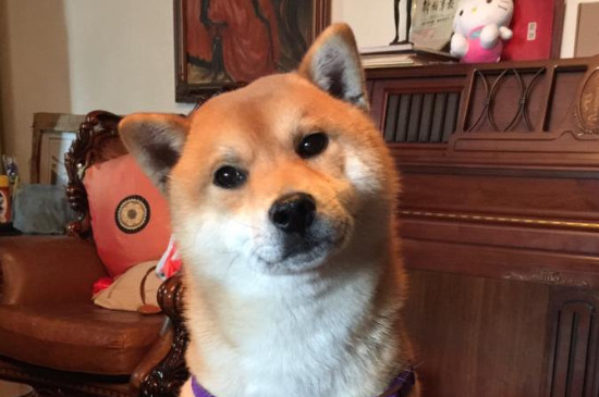 柴犬每年几月份掉毛