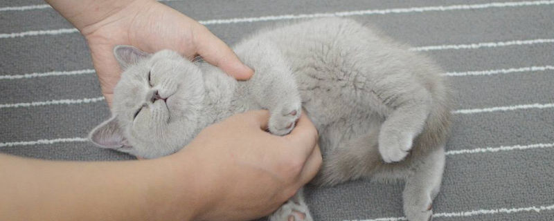 蓝猫为啥生出丁香色