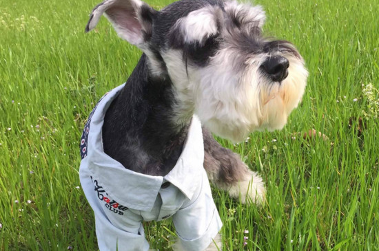 安静的小型犬有哪些