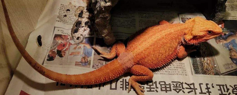 鬃狮蜥死前征兆