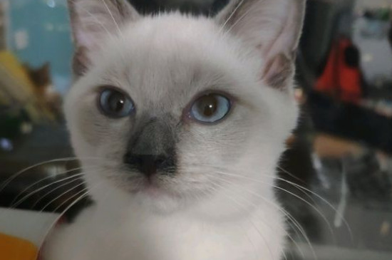 猫咪呼吸肚子起伏快速