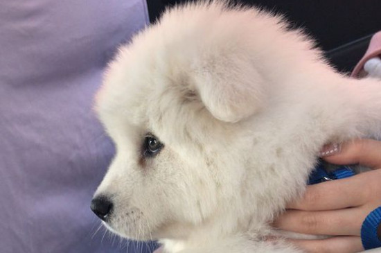 萨摩耶好养吗
