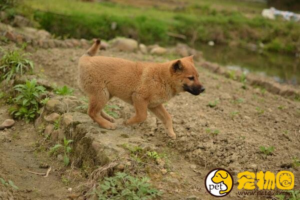 中华田园犬是禁养犬吗，城市内禁养中国土狗是为什么