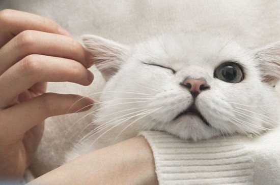 猫猫发出呼噜声是为什么